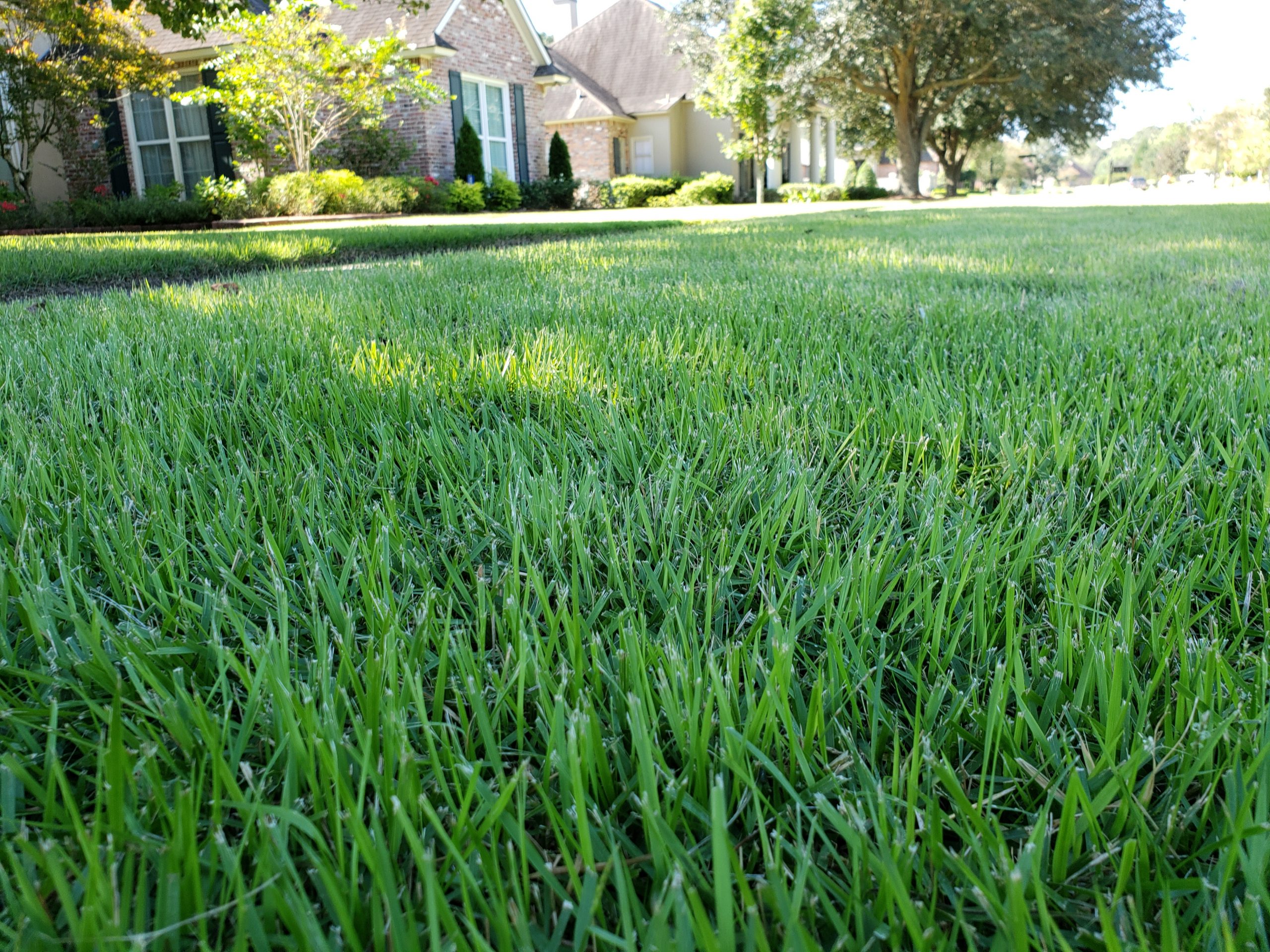 Bermuda Grass Sod Lafayette La Lafayette Sod