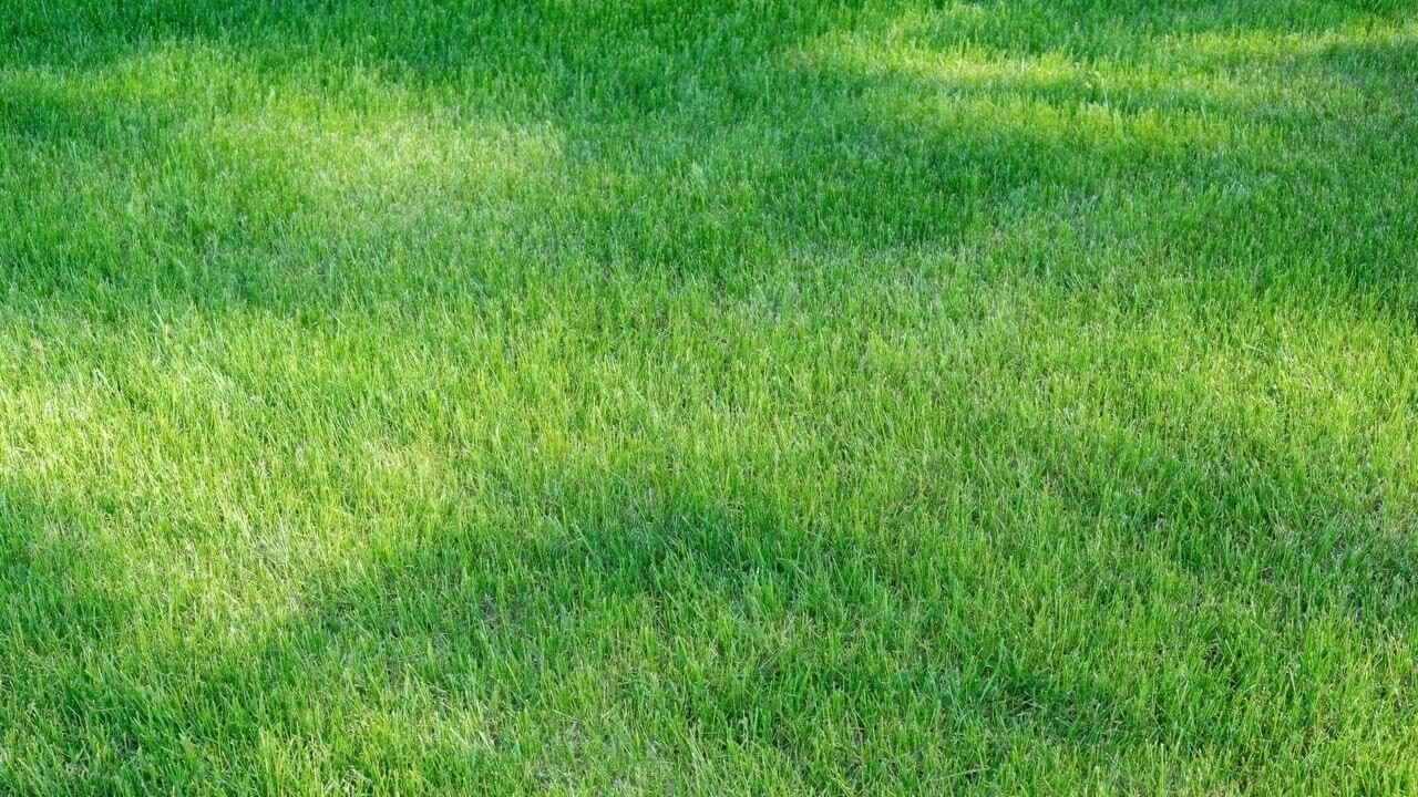 Centipede grass sod for low-maintenance lawns in Acadiana