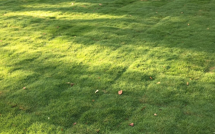 Choosing The Right Type of Sod for Your Lawn