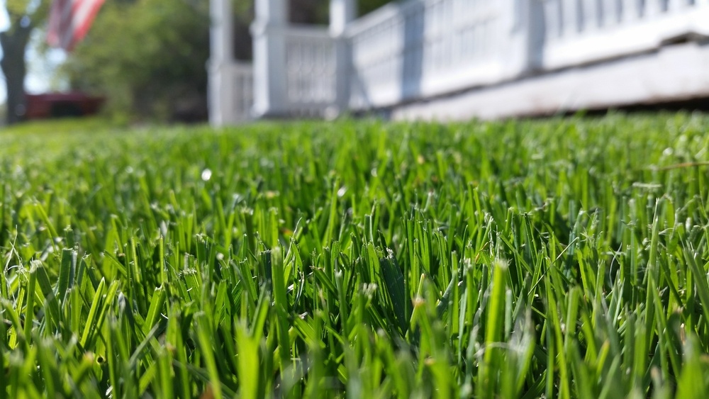 Mature Acadiana yard with healthy turf at ground level