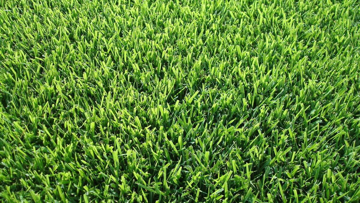 Palisades Zoysia grass sod for family yards in Acadiana