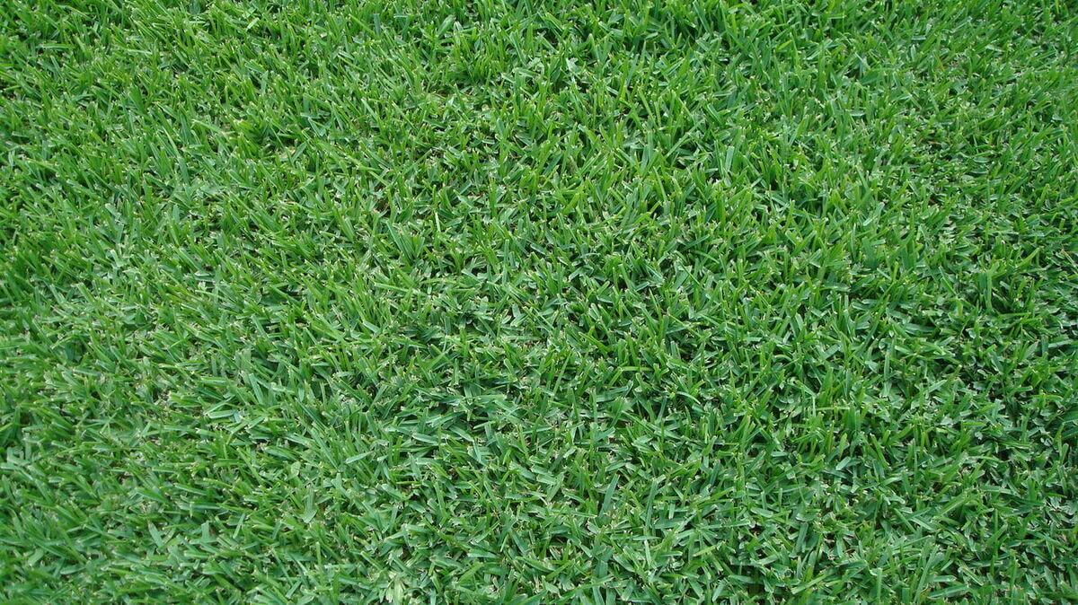 Palmetto St. Augustine grass sod for sale in Lafayette, Louisiana